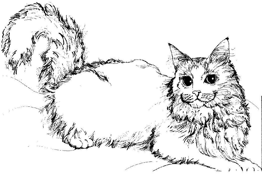 Cat Coloring Pages For Adults 26