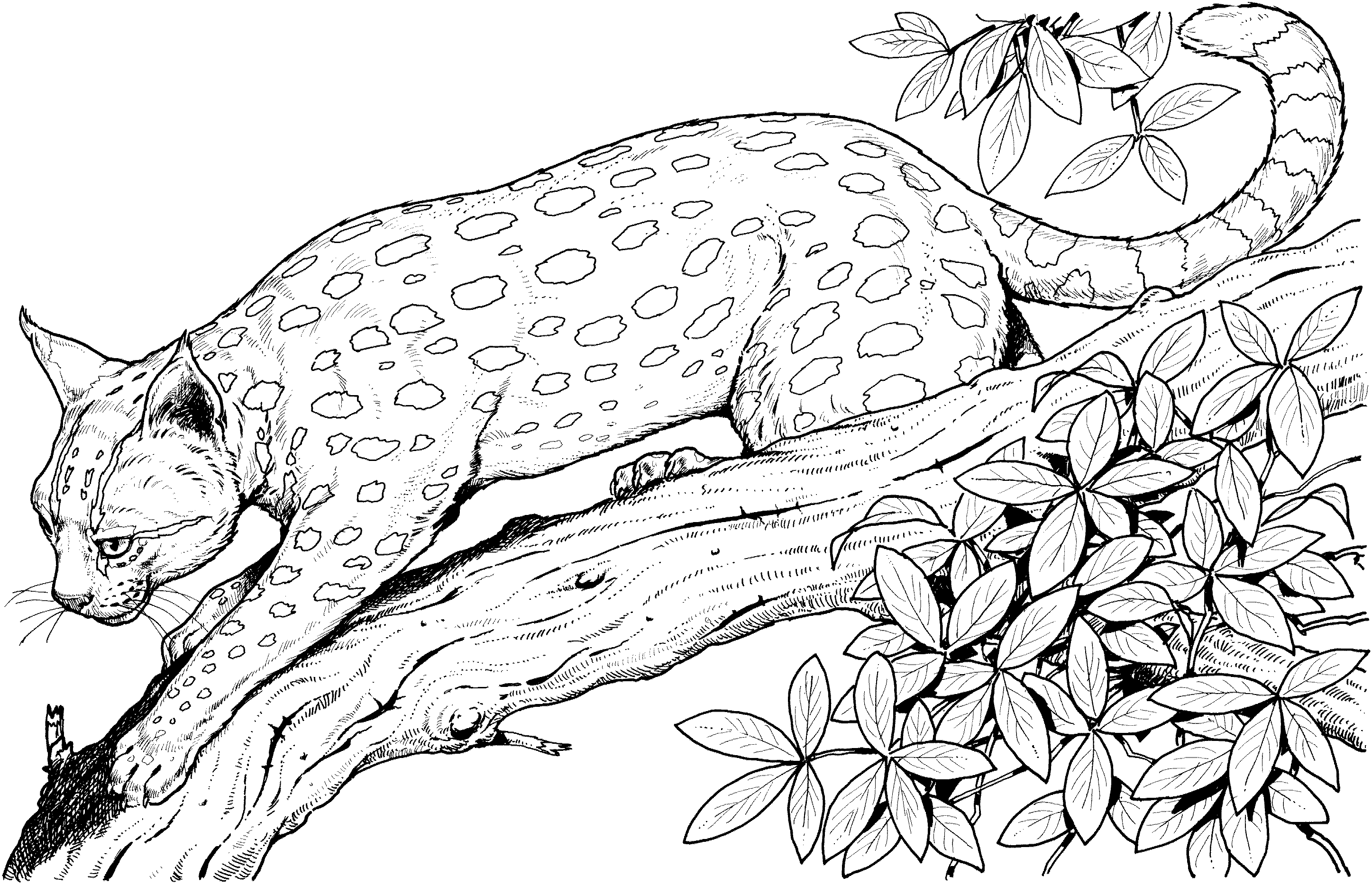 Cat Coloring Pages For Adults 4
