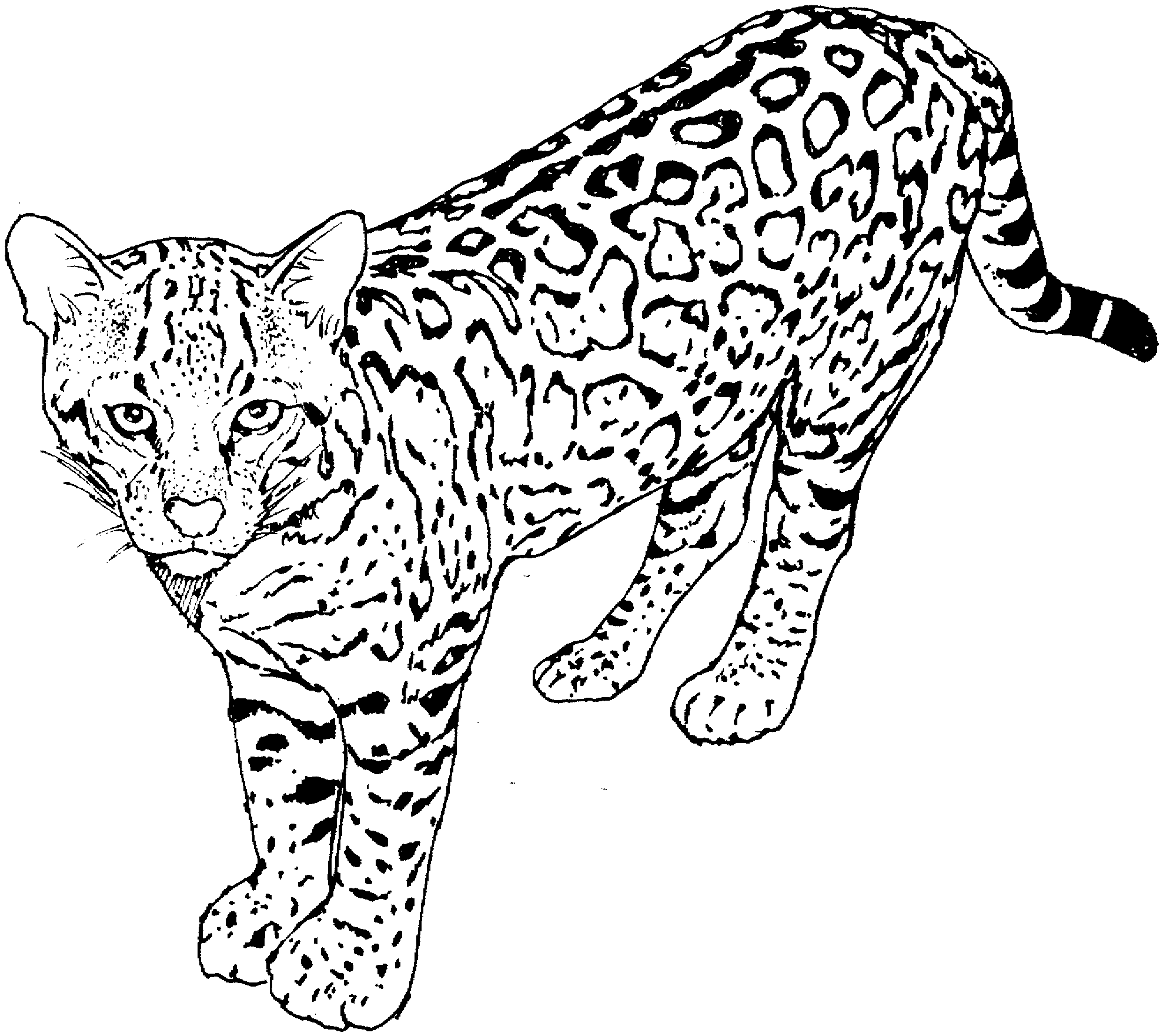 Cat Coloring Pages For Adults 42