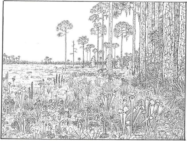 Detailed Landscape Coloring Pages For Adults 62
