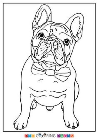 French Bulldog Coloring Pages 47