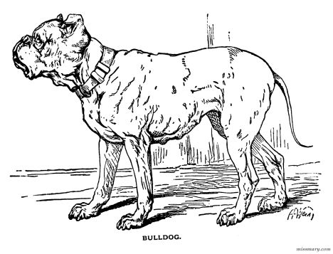 Georgia English Bulldog Coloring Pages 35